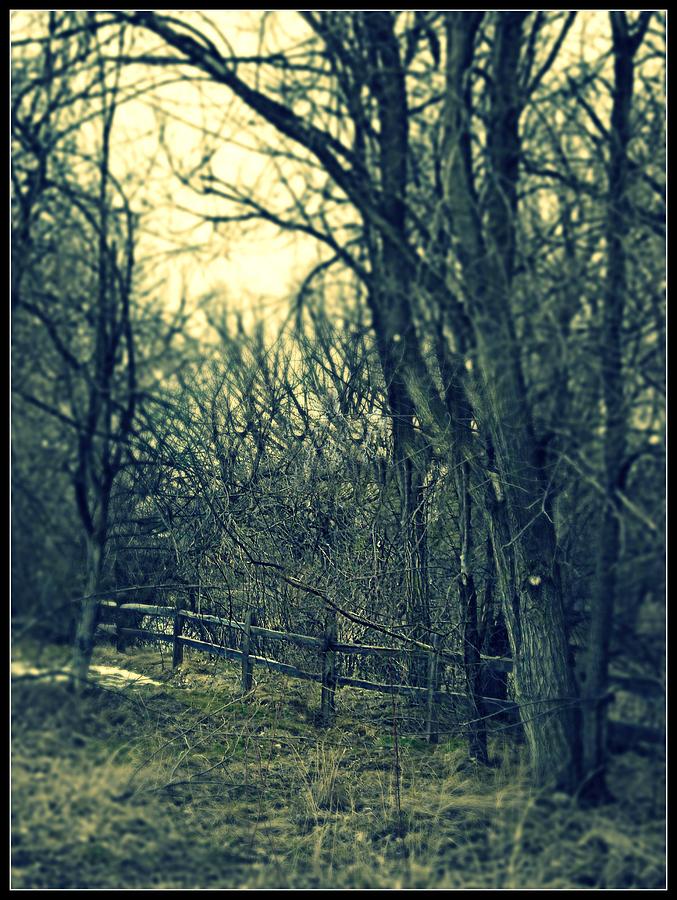 Tree Photograph - Solitude by Misty Herrick