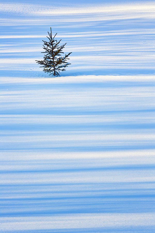 Solitude Of A Small Tree Photograph by Aurélien Pottier