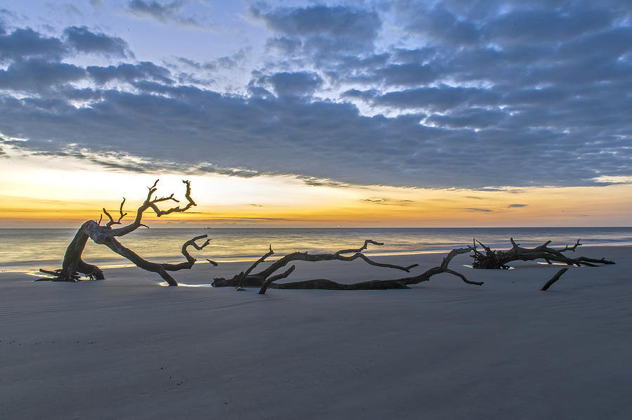 Solitude on Driftwood Beach Jekyll Island  Photograph by Willie Harper