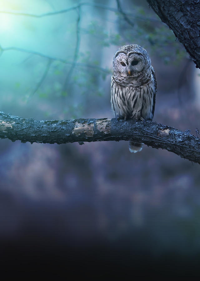 Owl Photograph - Solitude by Rob Blair