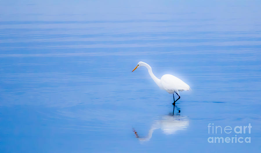Egret Photograph - Solitude by Ursula Lawrence