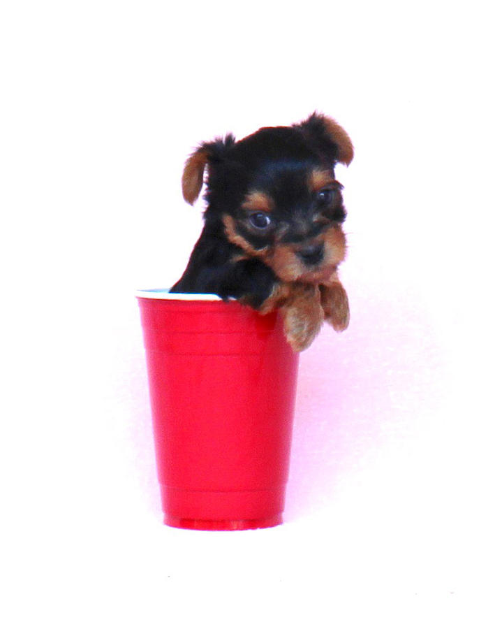 Solo Cup Pup  Photograph by Lorna Rose Marie Mills DBA  Lorna Rogers Photography