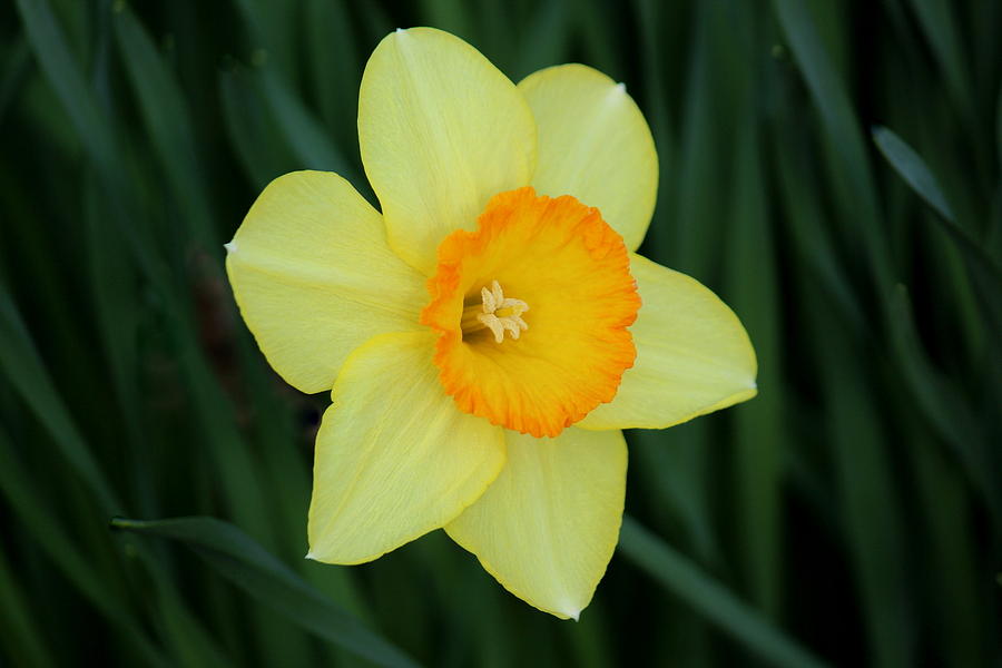 Solo Daffodil Beauty Photograph by Rosanne Jordan - Fine Art America