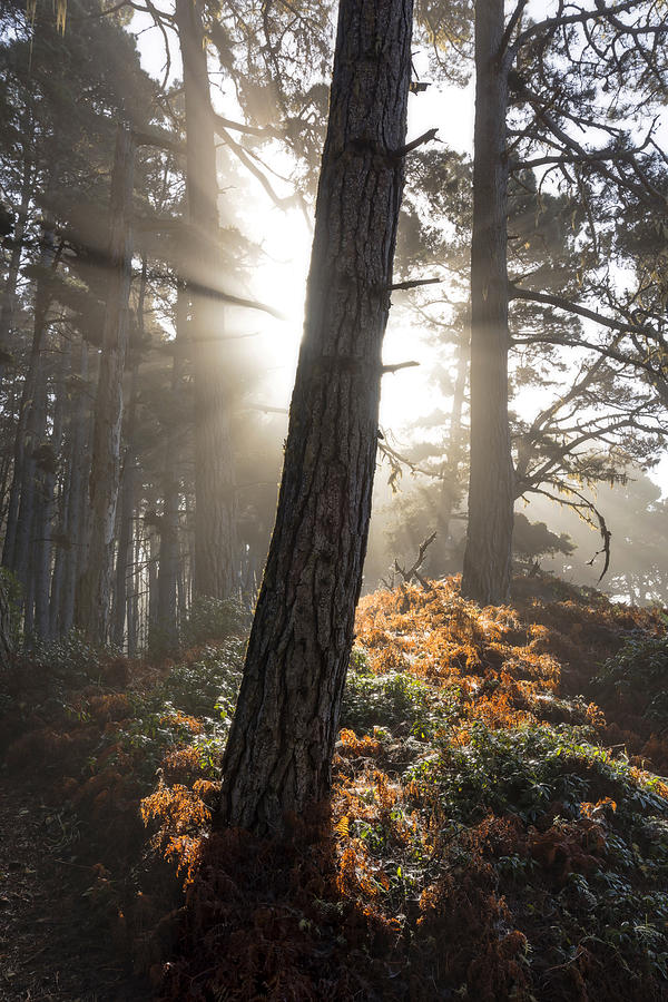 Tree Photograph - Solo by Dustin LeFevre