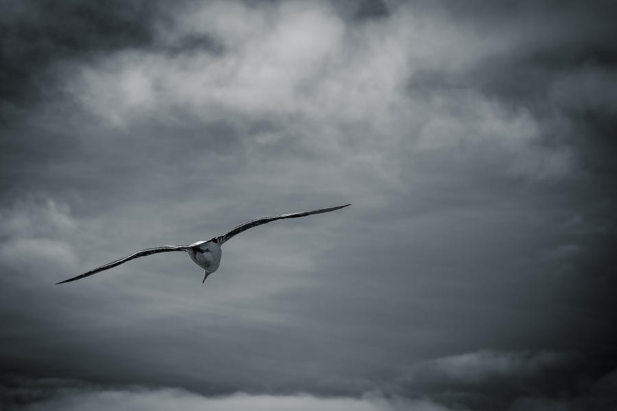Seagull Photograph - Solo Flight by Dave Hall
