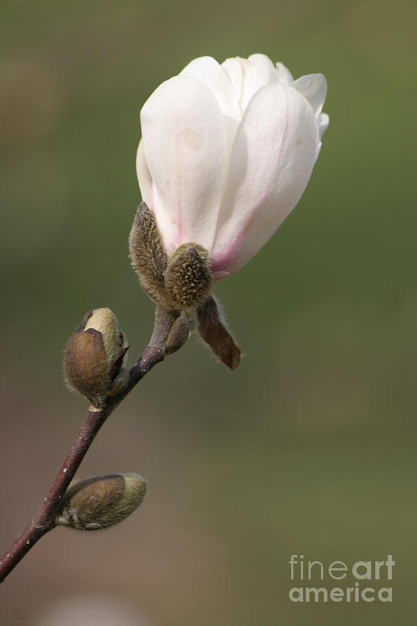 Magnolia Movie Photograph - Solo Magnolia by Living Color Photography Lorraine Lynch