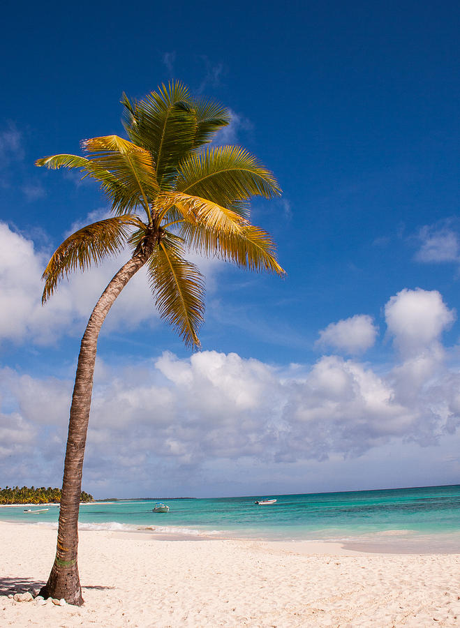 Nature Photograph - Solo Palm at Saona Island Dominican Republic by Tony Delsignore