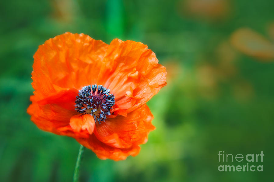 Flower  - Solo Poppy by Mary  Smyth