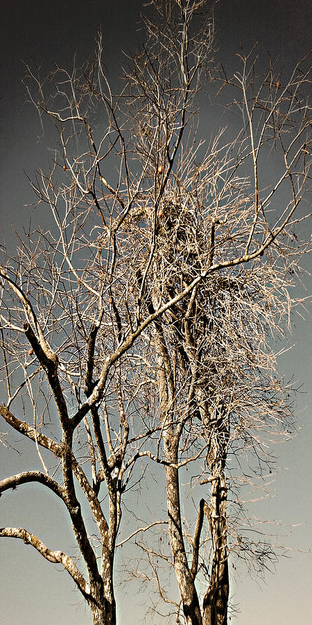 Solo Scrubbed Oak Photograph by Steve Sperry