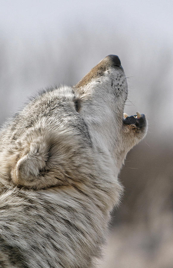 Wolves Photograph - Solo Song II by Shari Jardina