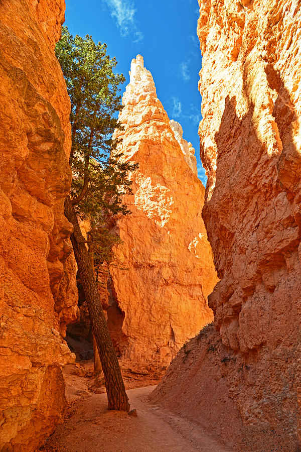 Solo Tree - Bryce Canyon Photograph by Dana Sohr