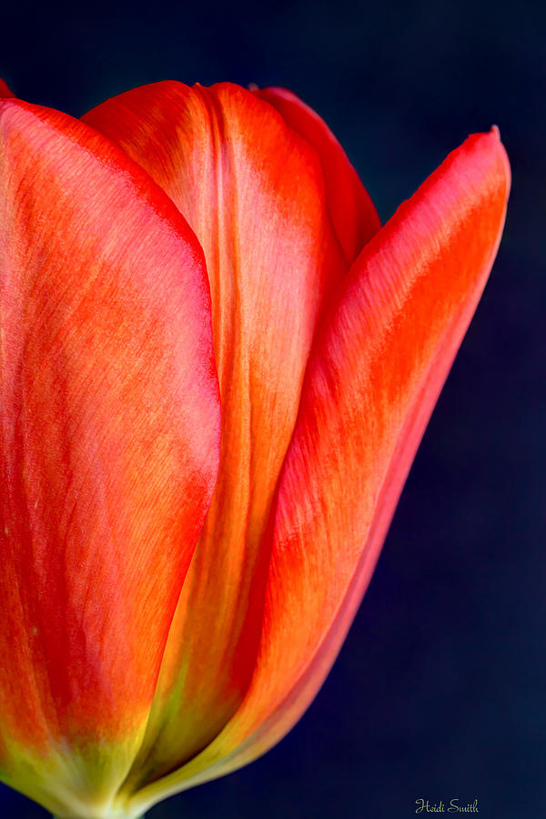 Solo Tulip Photograph by Heidi Smith