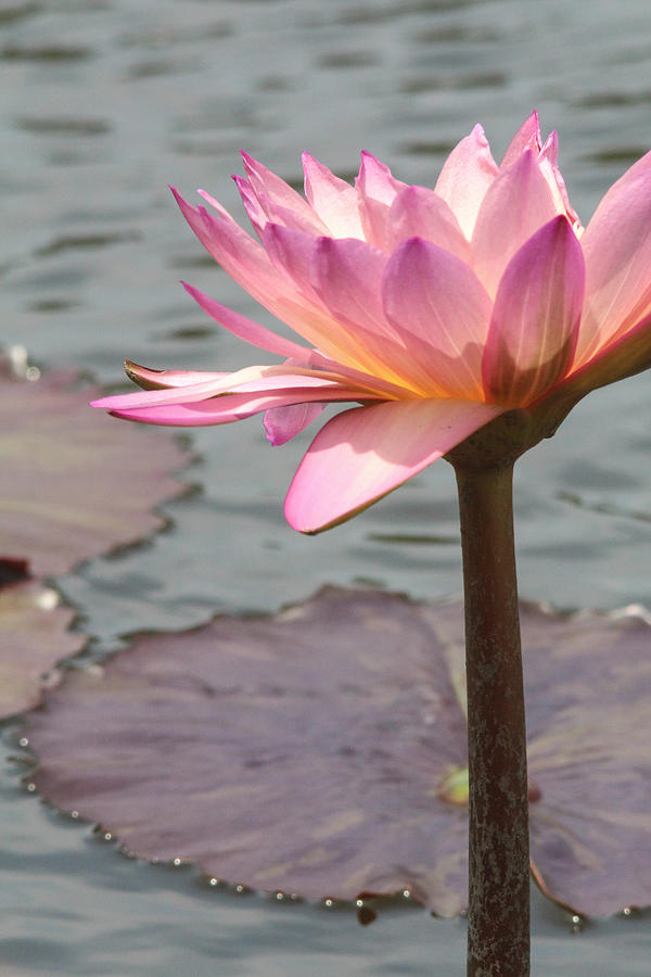 Flowers Photograph - Solo Waterlily by Jill Bell