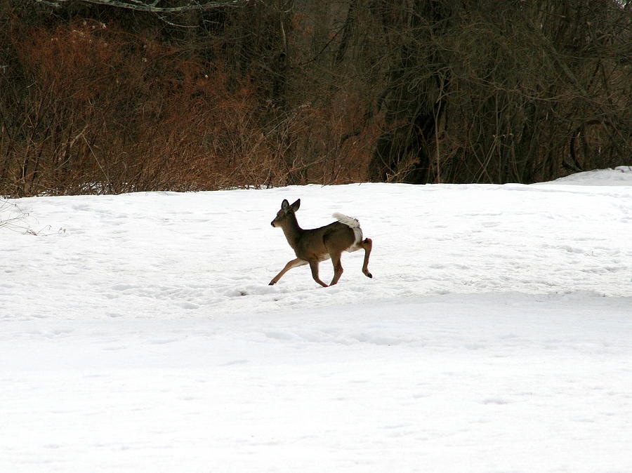 Wildlife Photograph - Solo Winter Run  by Neal Eslinger