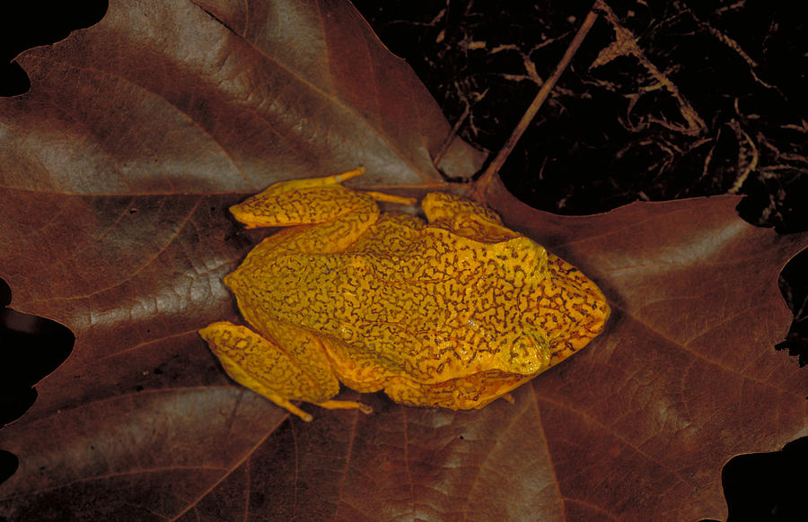 Solomon Island Eyelash Frog Photograph by Steve Cooper