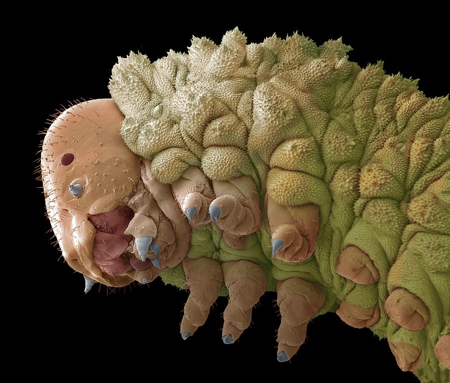 Solomons Seal Sawfly Larva Photograph by Steve Gschmeissner/science Photo Library