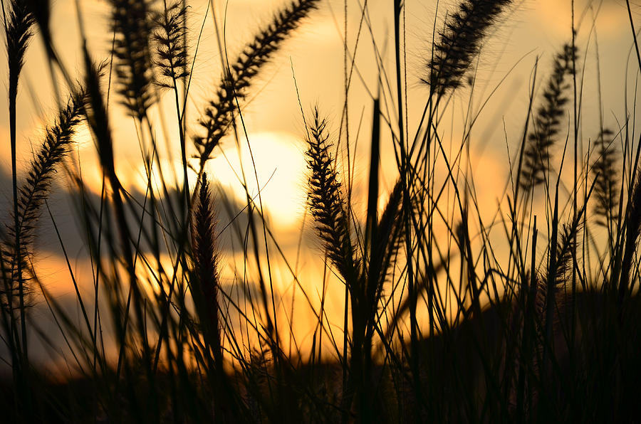 Summer Photograph - Solstice by Laura Fasulo