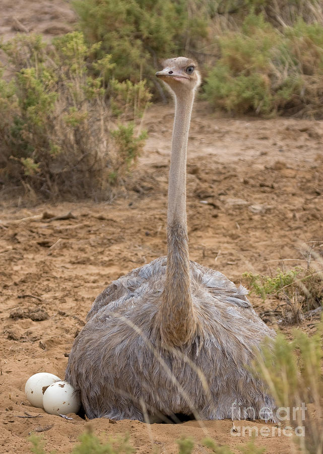 Ostrich on Nest Photograph by Chris Scroggins