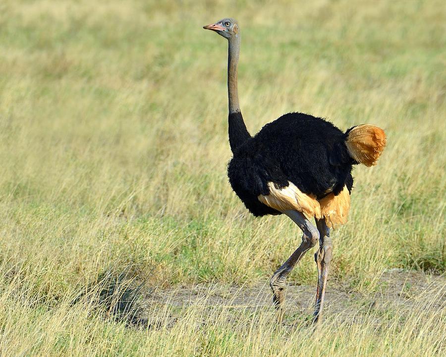 Somali Ostrich Photograph by Tony Beck