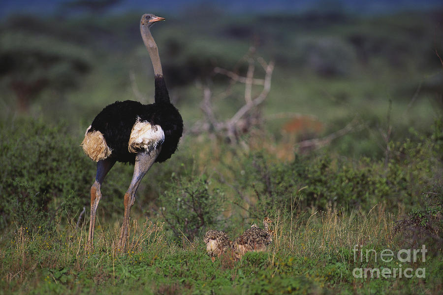 Animal Photograph - Somali Ostrich With Chicks by Art Wolfe