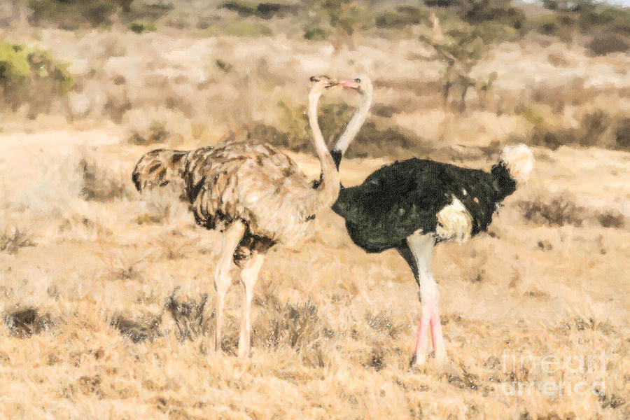 Somali Ostriches kissing Digital Art by Liz Leyden