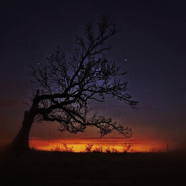 Some Creepy Edit I Did Of Some Tree I Photograph by Ollie Hobbs