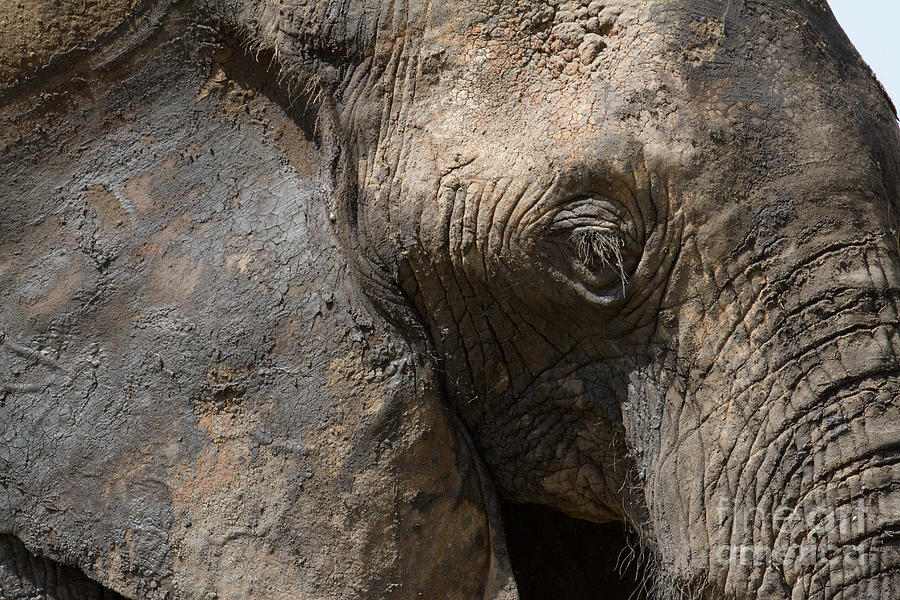 Some Elephants Prefer Mud Photograph by Chris Scroggins