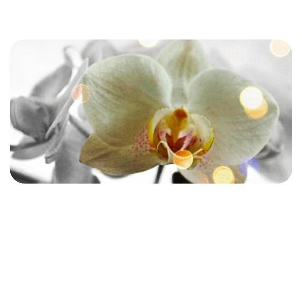 Some Information Bout How Care Orchids Photograph by Diana Kunanova