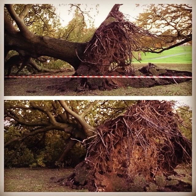 Some Major Uprootage, Poor Oak Tree Photograph by Kate Thomas
