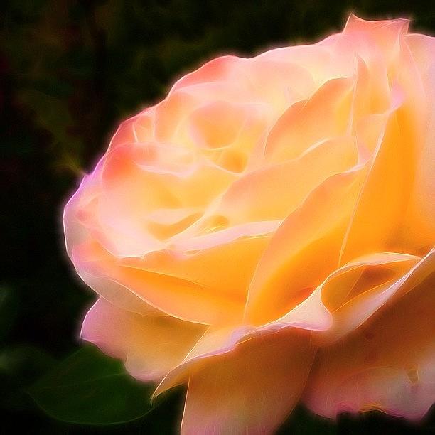 Rose Photograph - Some More Fun With #tangledfx #rose by Craig Szymanski