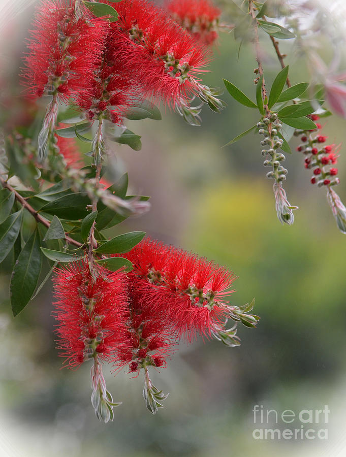 Bottlebrush Blossoms Some of the Beautiful Colors of Spring Photograph by Jim Fitzpatrick