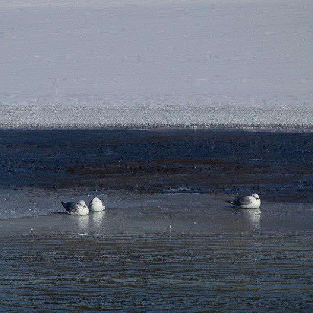 Bird Photograph - Some #seagulls Chillin On The #ice by Nila Sivatheesan