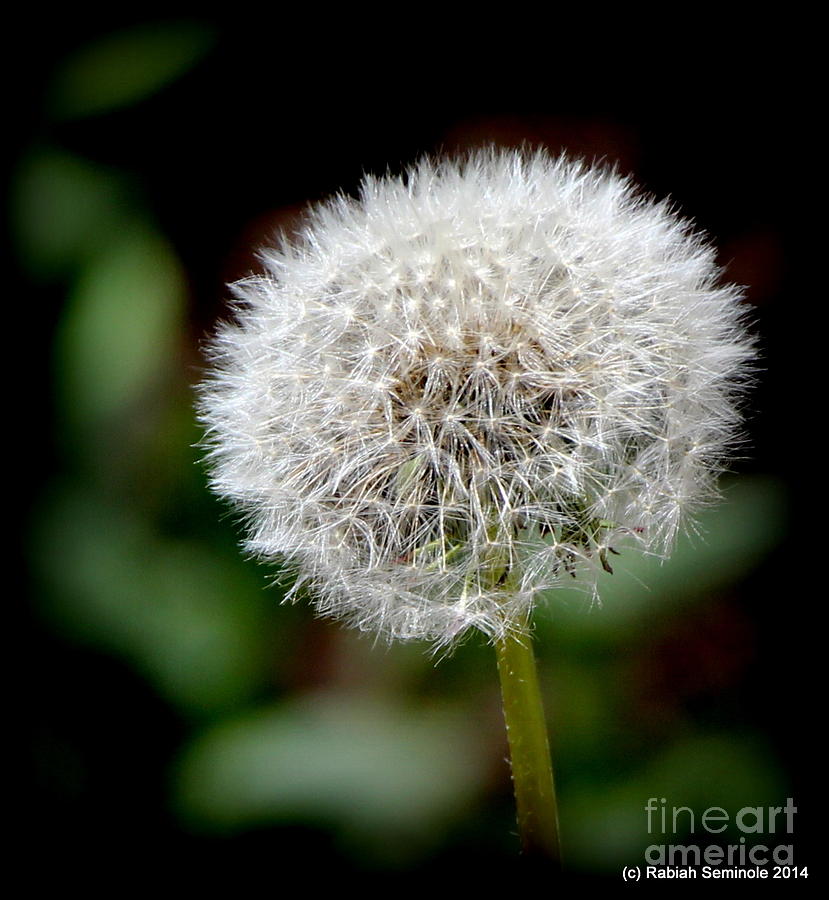 Some see a Weed I see a Wish Photograph by Rabiah Seminole
