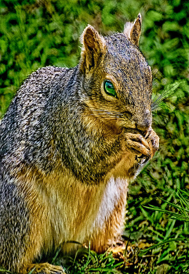 Yosemite National Park Photograph - SOME Squirrels are Big by Bob and Nadine Johnston