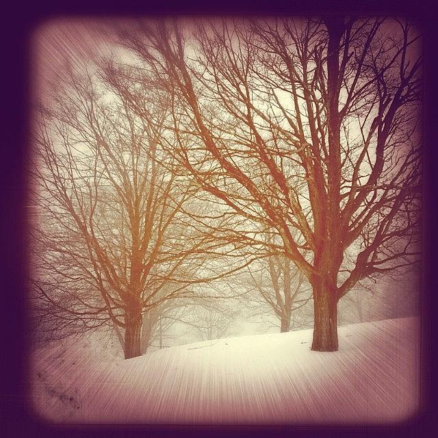Some Trees #photography #iphone Photograph by Mary Ann Reilly