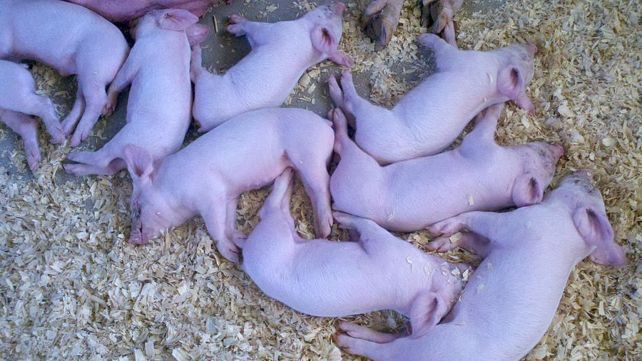 Some Very Pink Piggies Photograph by Greg Kopriva