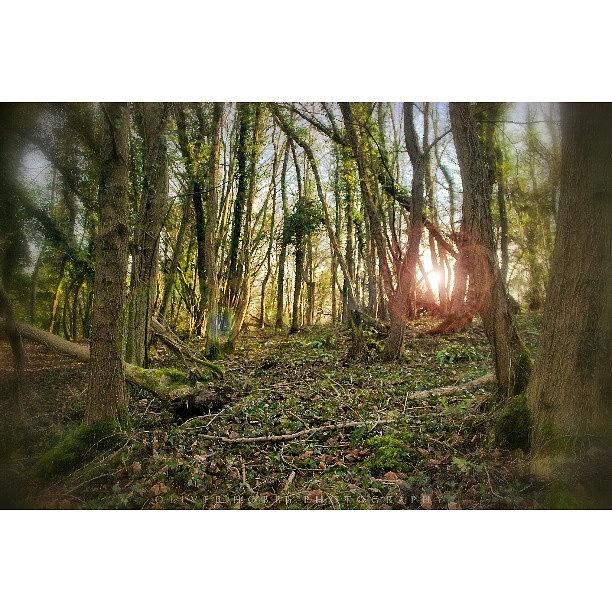 Some Woodland In Gloucestershire Photograph by Ollie Hobbs