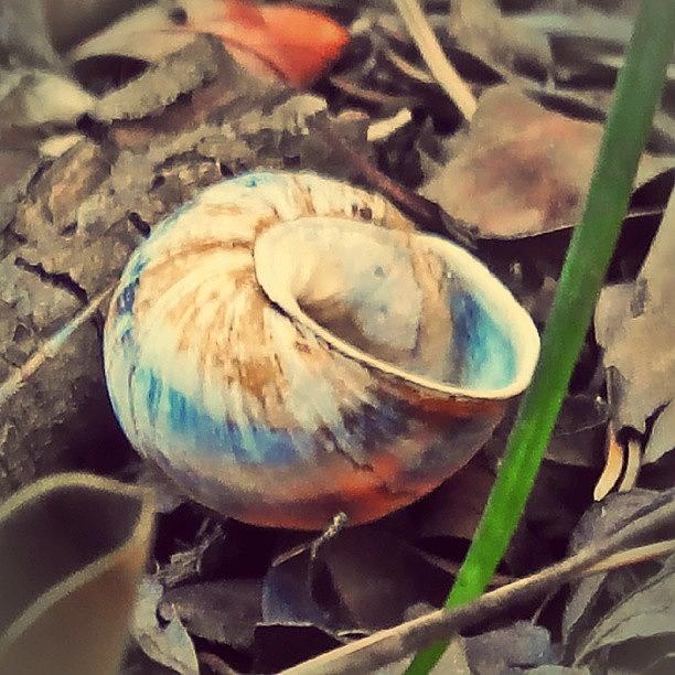 Nature Photograph - Somebody Got Evicted. #snail #shell by Travis Seale