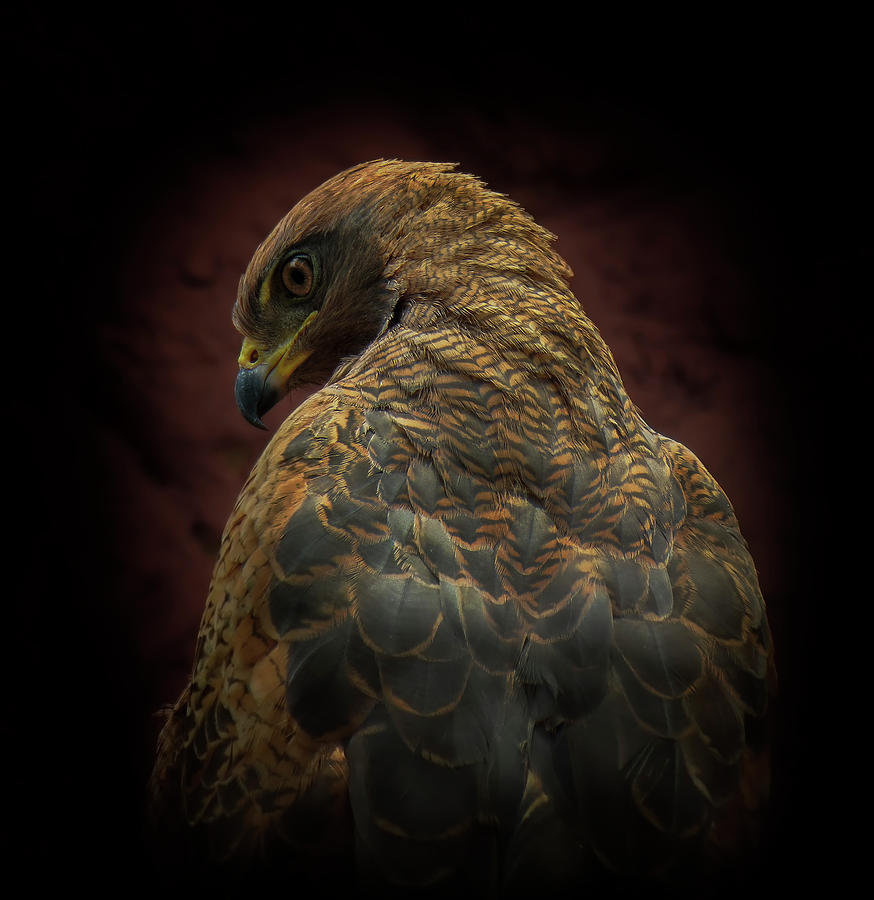 Hawk Photograph - Somebody Watch Me-savanna Hawk by Ferdinando Valverde