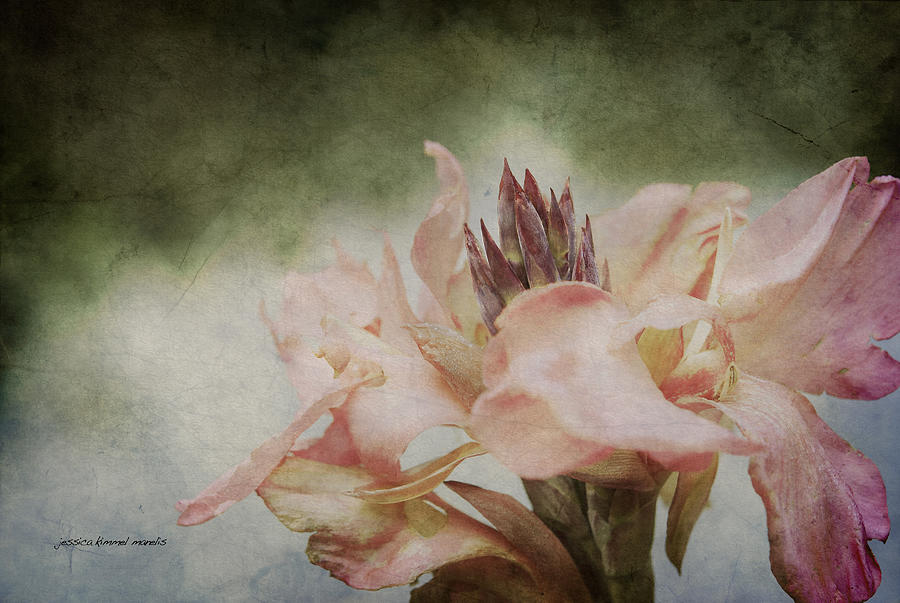 Flower Photograph - Somebodys Beauty by Jessica Manelis Flower Photograph - Somebodys Beauty by Jessica Manelis