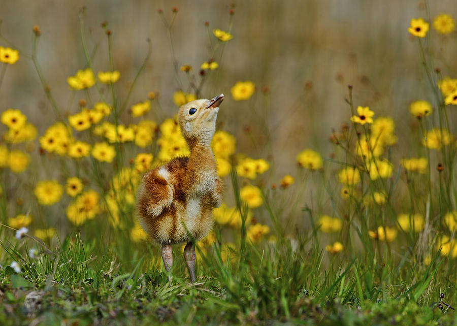 Someday I will be as tall as the wild flowers Photograph by Bill Dodsworth