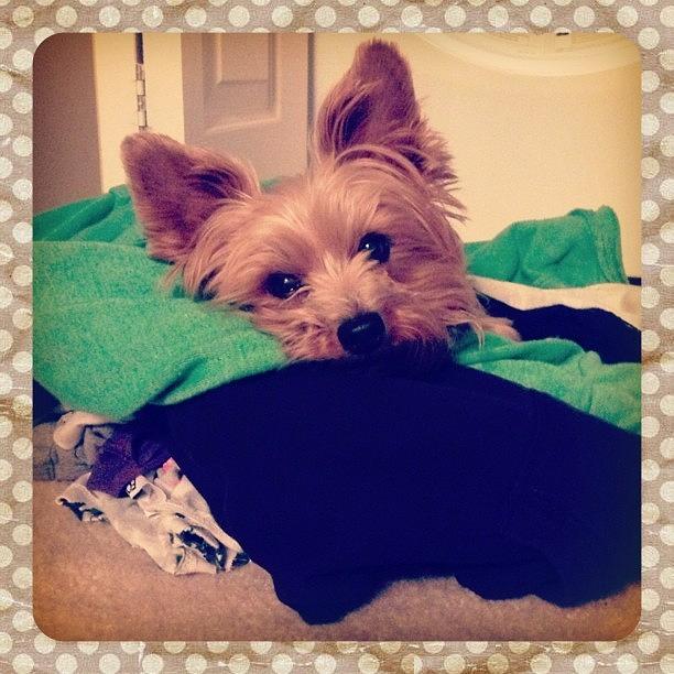 Yorkie Photograph - Someone Likes Warm Clothes From by Vanessa Aguilar 