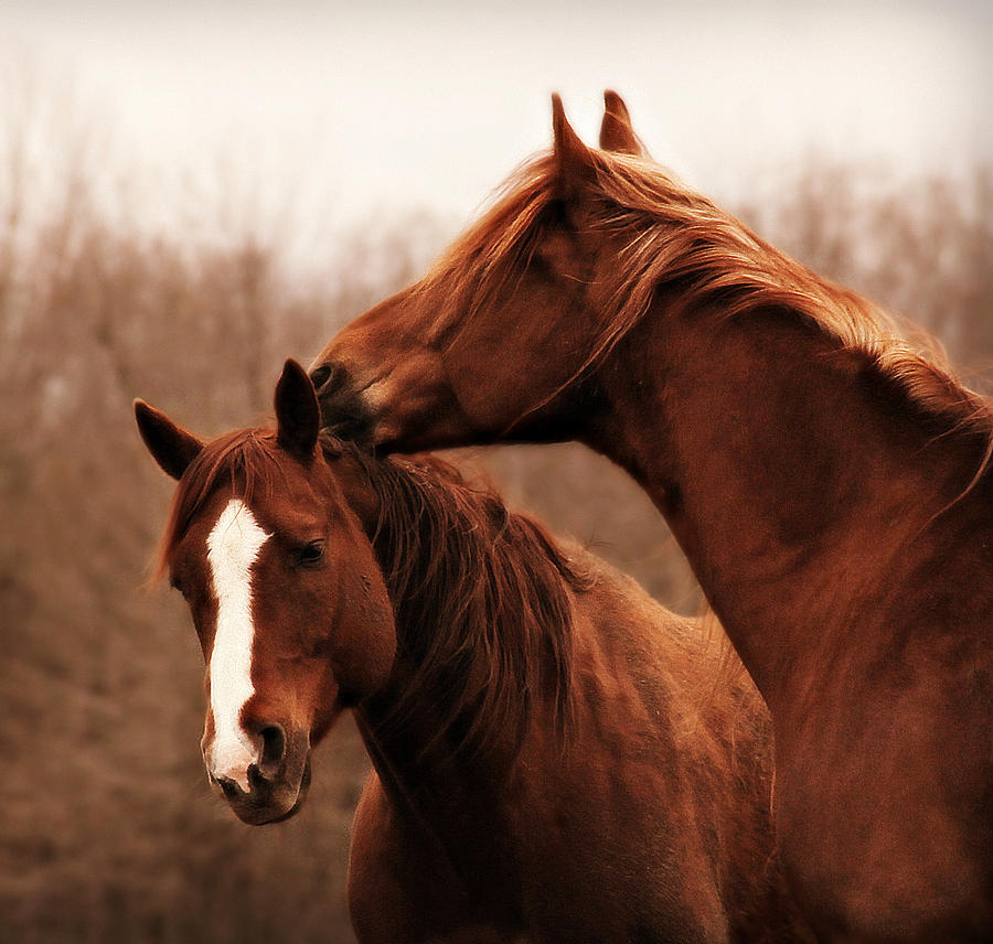 Horse Photograph - Someone To Lean On by Carey Dils