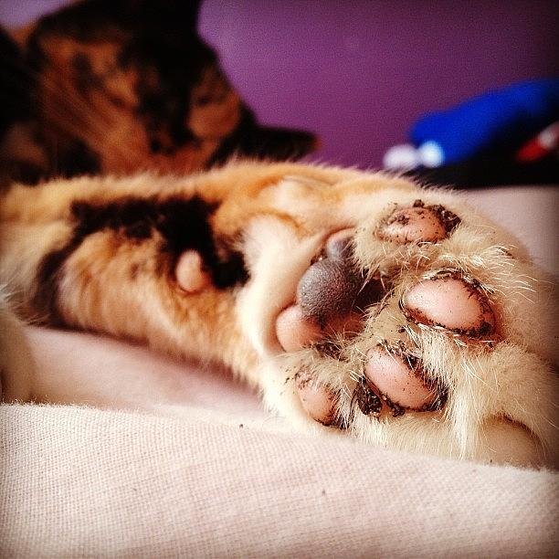 Nature Photograph - Someones Got Dirty Paws #cat #cats by Charlotte Turville
