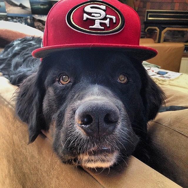 Hat Photograph - Someones Ready For The Big #game! by Crystal Peterson