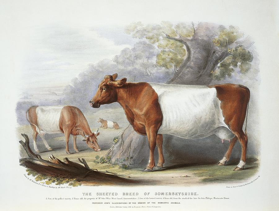 Nature Photograph - Somerset Cattle, 19th century by Science Photo Library