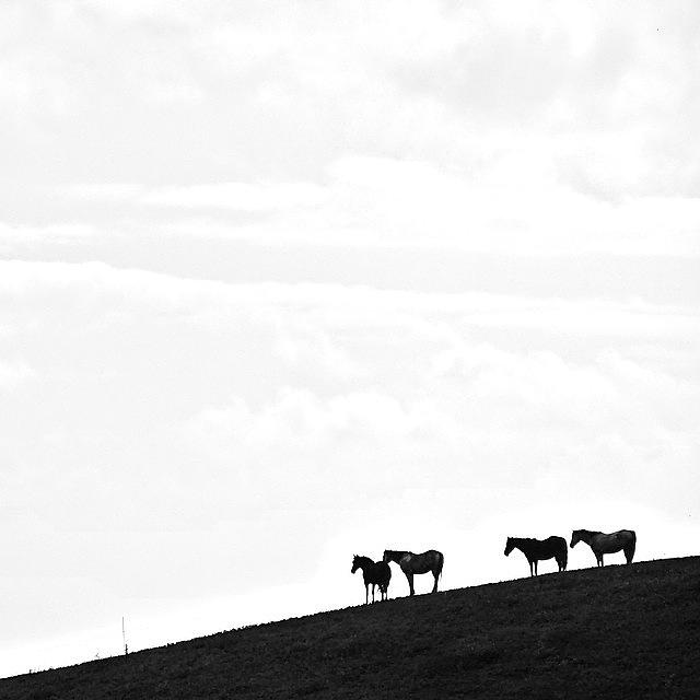 Horse Photograph - Minimal Horses by CheezPleaz