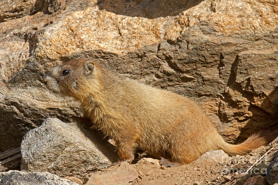 Something is Interesting to the Yellow Bellied Marmot Rocky Mountain National Park Photograph by Fred Stearns
