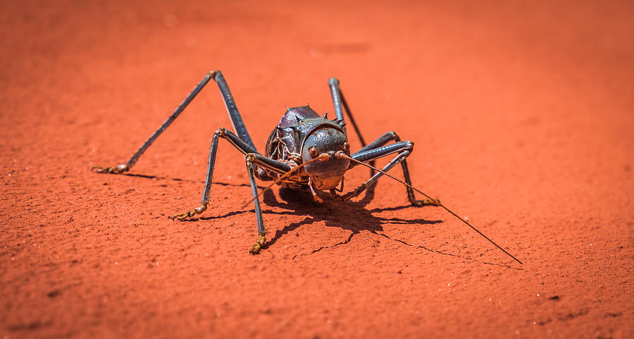 Something to Bug You - Armored Katydid Photograph Photograph by Duane Miller