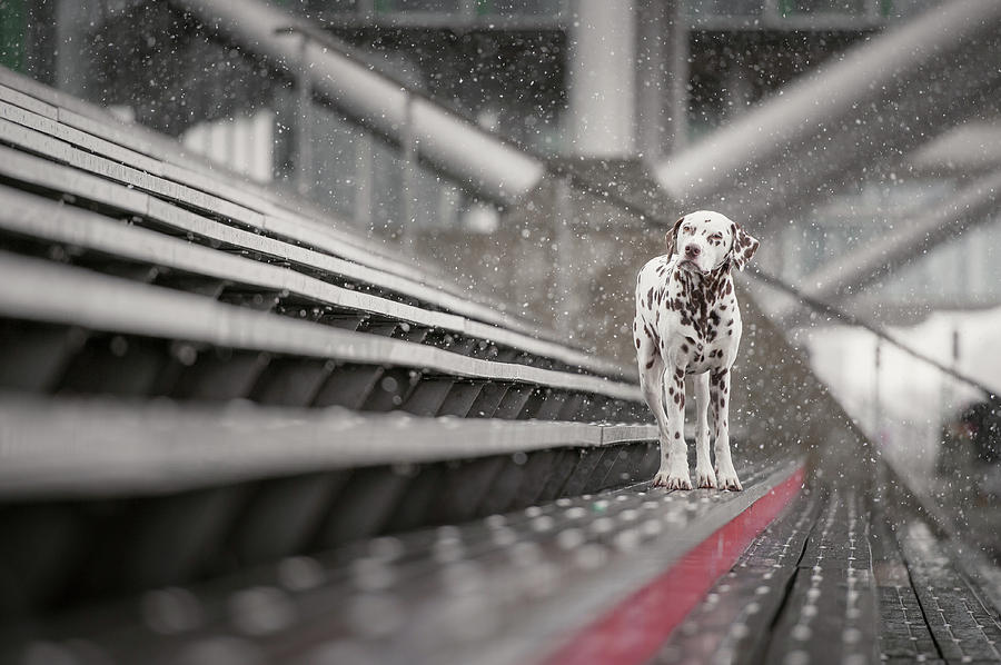 Dog Photograph - Sometimes It Snows In April... by Heike Willers